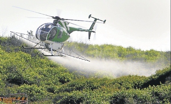 helicopter spraying herbicide over dunes covered in dark green bitou bush weed