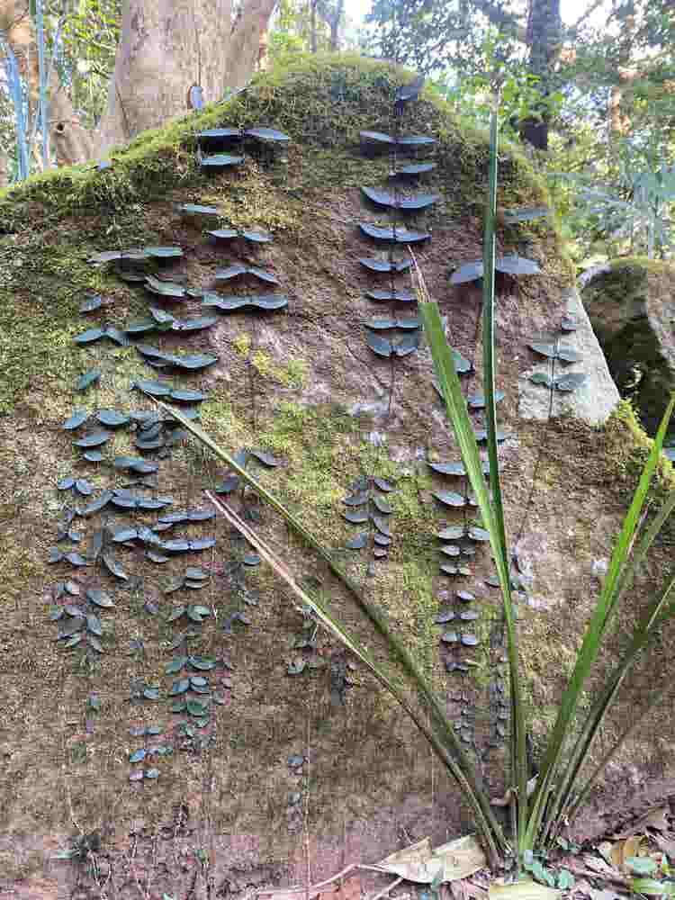 Vines and moss growing on a large rock in the rainforest